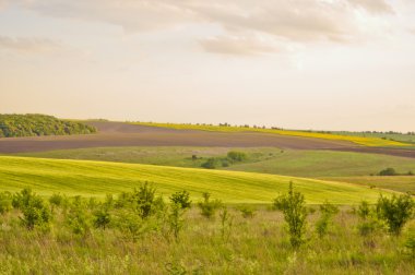 Summer fields landscape clipart