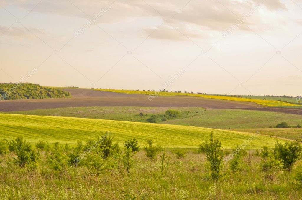 Summer fields landscape
