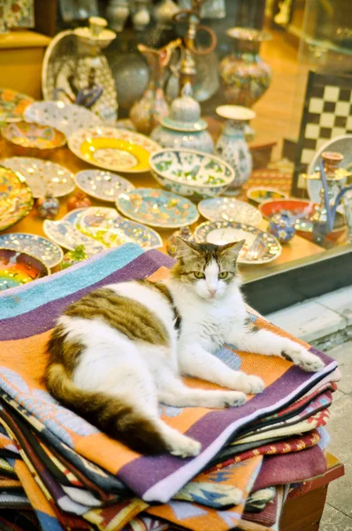 イスタンブルでの猫 — ストック写真