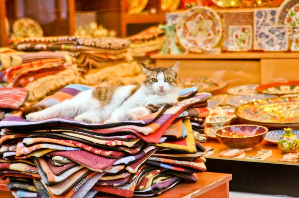 Katze in Istanbul Stockfoto