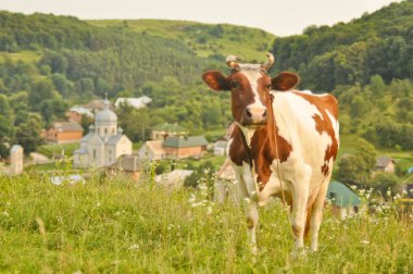 Lovely brown and white cow grazing in a beautiful green meadow clipart