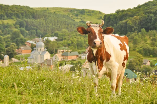 Szép, barna és fehér tehén, egy gyönyörű zöld rét legelő — Stock Fotó