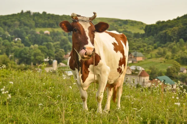 Прекрасна коричнево-біла корова випасує на красивому зеленому лузі — стокове фото