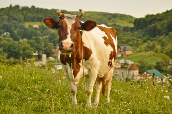 Прекрасна коричнево-біла корова випасує на красивому зеленому лузі — стокове фото