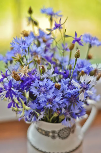 Bouquet de bleuets — Photo