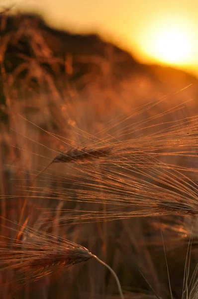 Korn på en bra sommar solnedgång bakgrund — Stockfoto