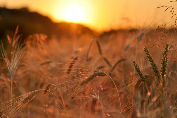 stock image Barley on a great summer sunset background