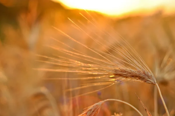 大麦の素晴らしい夏の日没の背景 — ストック写真