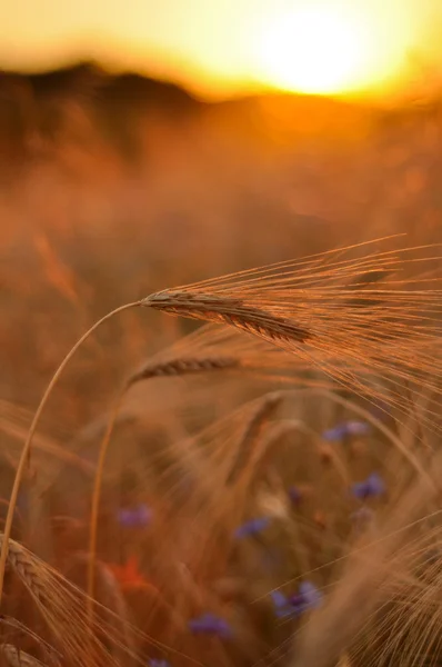 Barley on a great summer sunset background — Stock Photo, Image