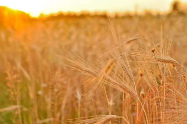 stock image Barley on a great summer sunset background