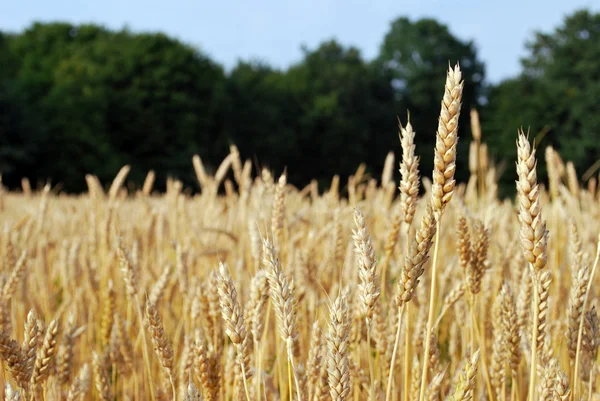 Zrání uši pšeničné pole na pozadí zeleného lesa — Stock fotografie