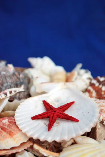 Seashells and sea stars - Stock Image — Stock Photo, Image
