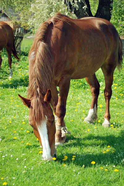 Un pâturage de cheval brun - Image stock — Photo