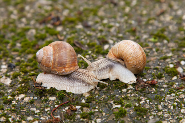 Two snails on mossy rocks