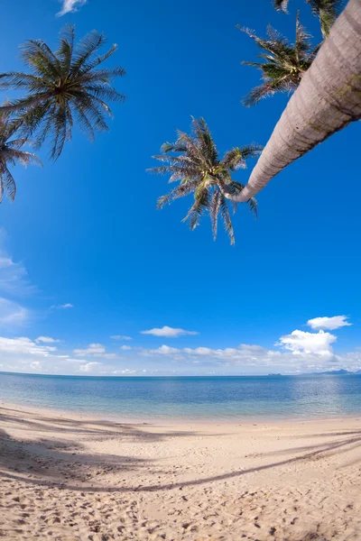 Palmy na pláži s pískem — Stock fotografie