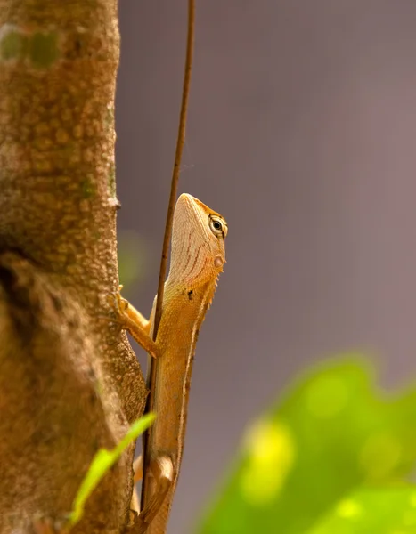 Ящірка сидить на гілці дерева — стокове фото