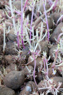 Potato with purple sprouts clipart