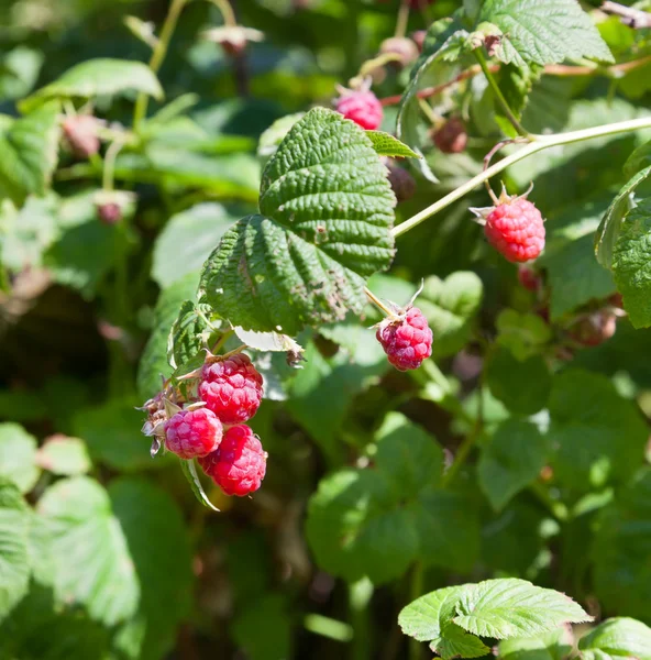 stock image Raspberry branch with green leaves