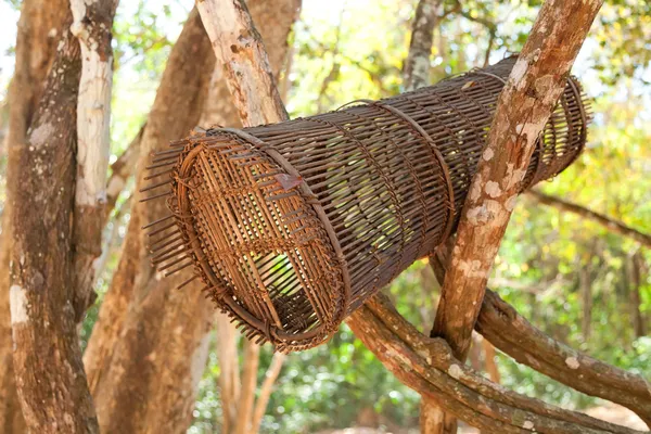 Gabbia per uccelli aperta nella foresta tropicale — Foto Stock
