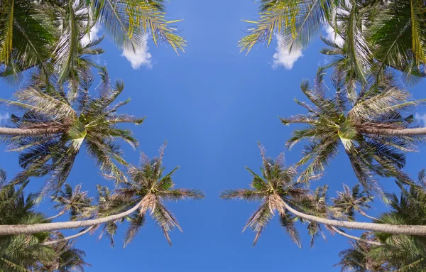 Palmy i błękitne niebo — Zdjęcie stockowe