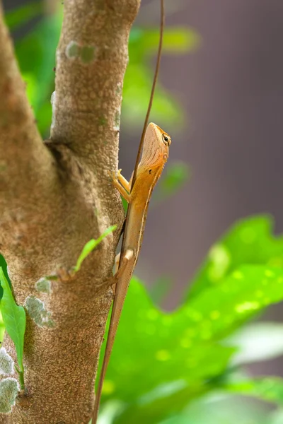 Ящірка на гілці дерева — стокове фото