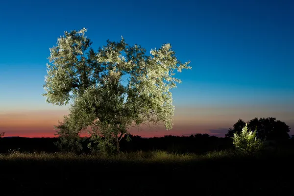 Silver leaf tree on sunset — Stock Photo, Image