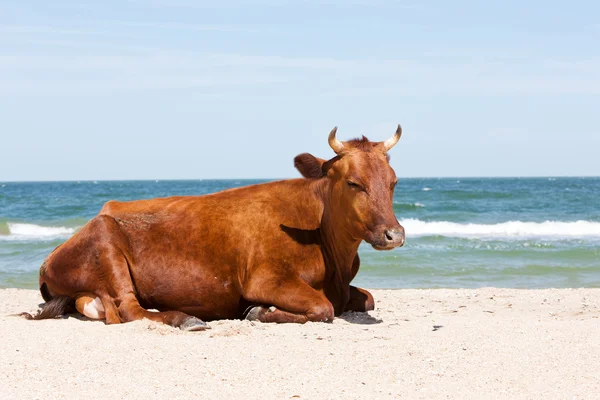 Παραλία αγελάδα — Φωτογραφία Αρχείου