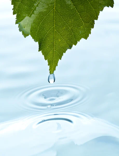 stock image Green leaf with water