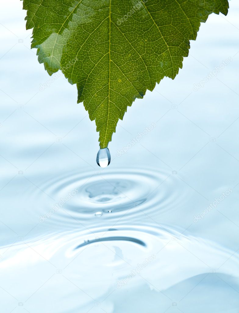 Green leaf with water