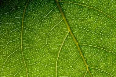 Green leaf macro clipart