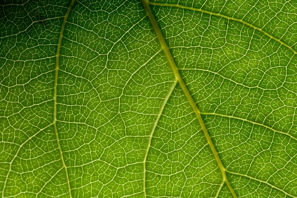 녹색 잎 매크로 — 스톡 사진