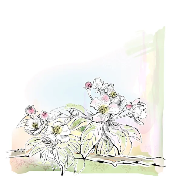 Elma ağacı çiçek kroki — Stok Vektör