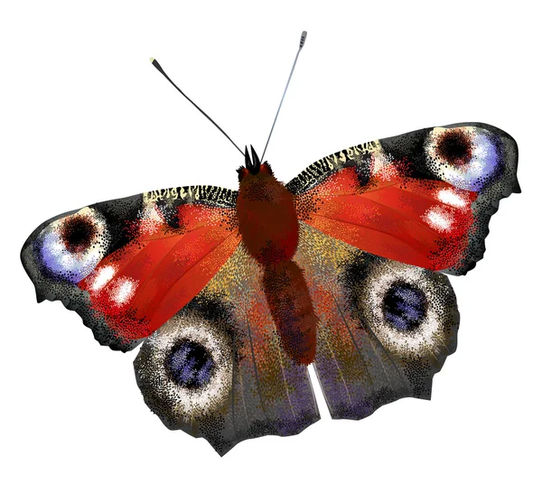Ilustración de mariposa europea del pavo real — Vector de stock