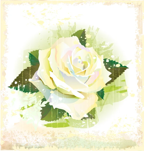Jahrgangsabbildung der weißen Rose — Stockvektor