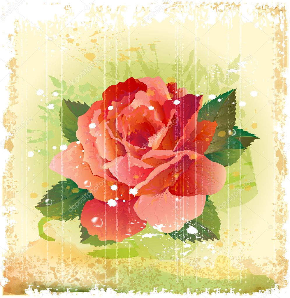 Vintage illustration of red rose