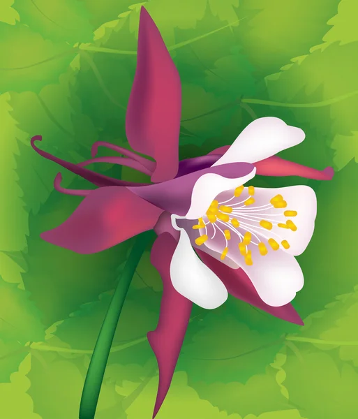 花のオダマキ — ストックベクタ
