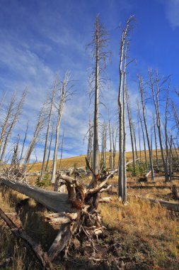 The burned down wood in Yellowstone park clipart