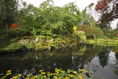 Silent pond with autumn turned yellow leaves clipart