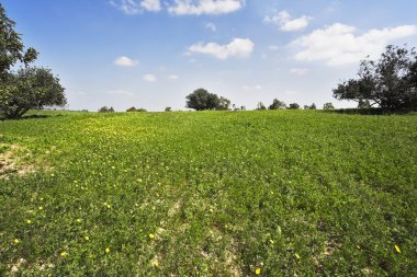 gün ortasında çiçek açması Hills, sıcak sahil deniz - g