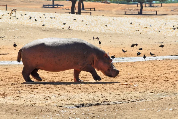 Het nijlpaard lopen over lake — Stockfoto