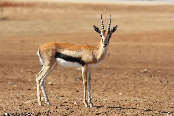 Une gracieuse Gazelle Thomson aux cornes rayées — Photo