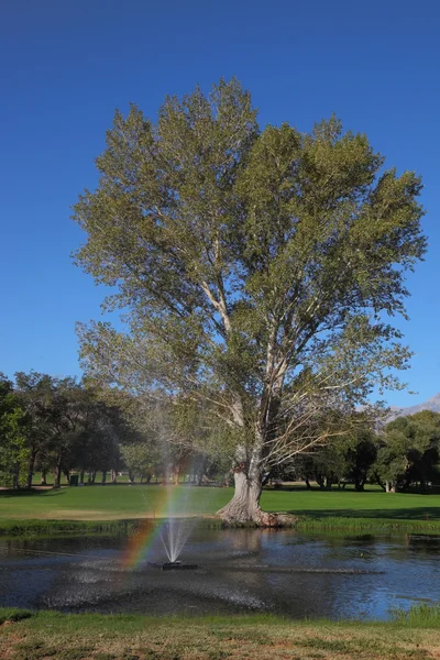 Деревья и радуга — стоковое фото