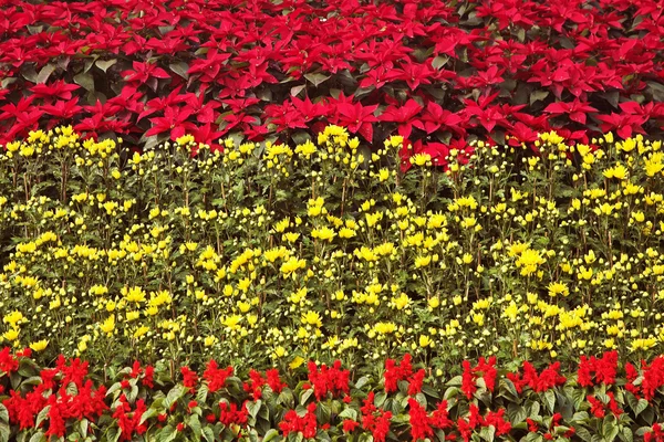 Magnifique lit de fleurs multicolores lumineux dans le parc — Photo