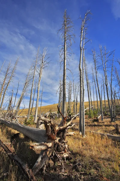 The burned down wood in Yellowstone park — Stock Photo, Image