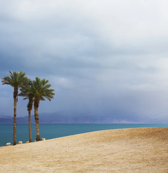 Három festői pálmafákkal szegélyezett strand, a Holt-tenger, a mennydörgés — Stock Fotó
