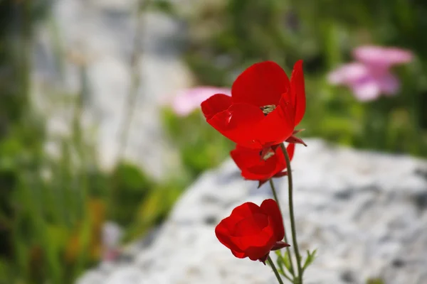 Jasne pole czerwone kwiaty między kamieniami — Zdjęcie stockowe