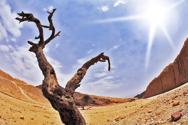Droge boom in woestijn — Stockfoto