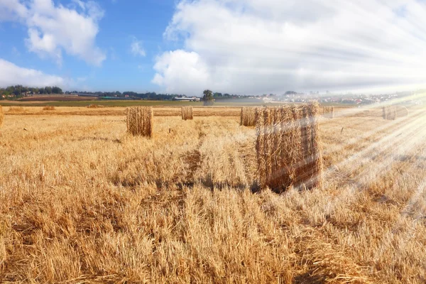Sol e campo desenhados após a colheita — Fotografia de Stock