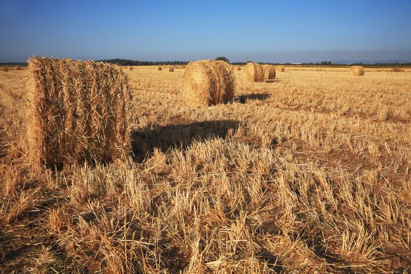 Güneş altında toplanan buğday rick — Stok fotoğraf