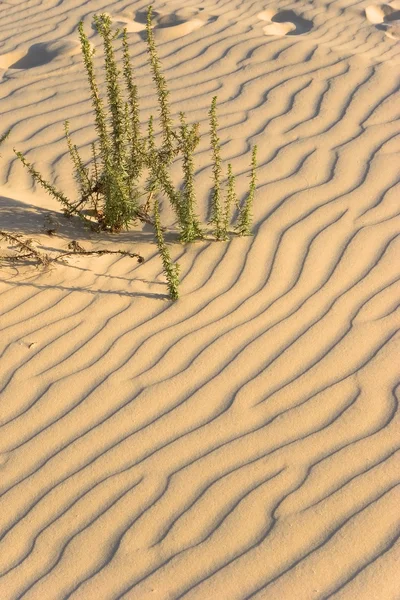 Scherpe schaduwen op zand. — Stockfoto